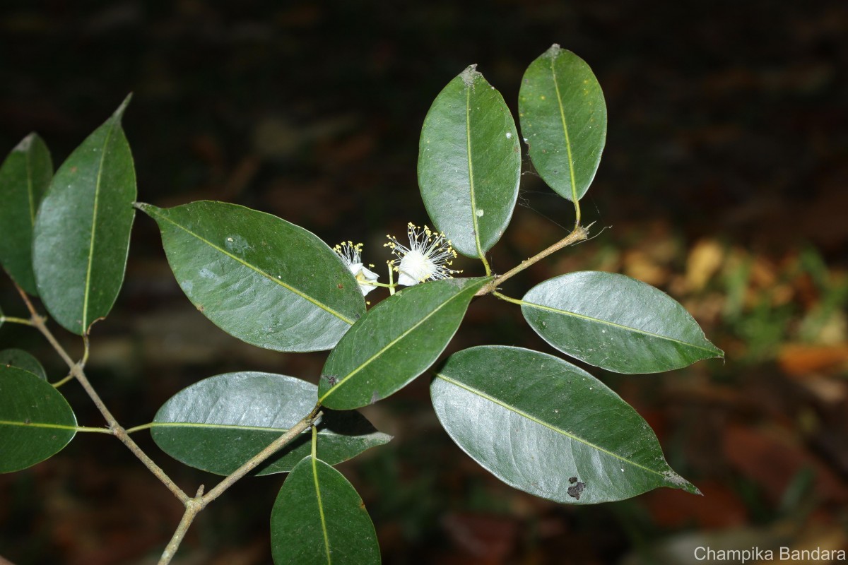 Kayea stylosa Thwaites